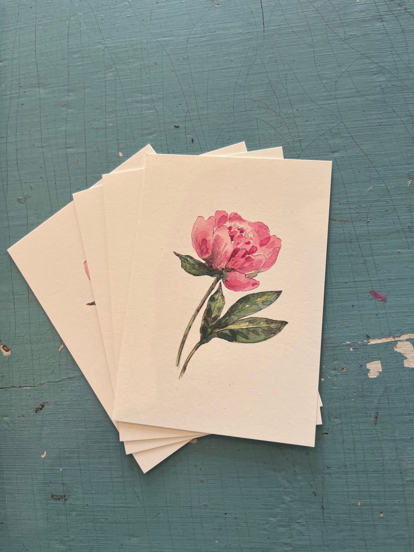 Kaart- Roze pioenroos